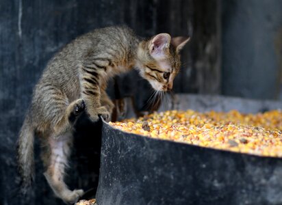 Animals play curiosity