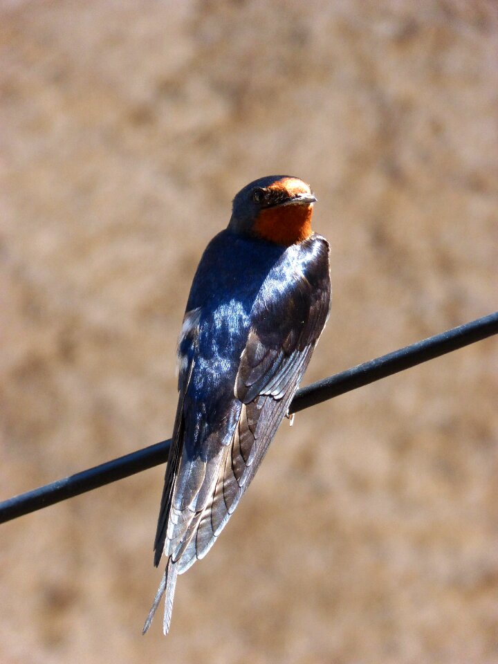 Cables shimmering birds photo