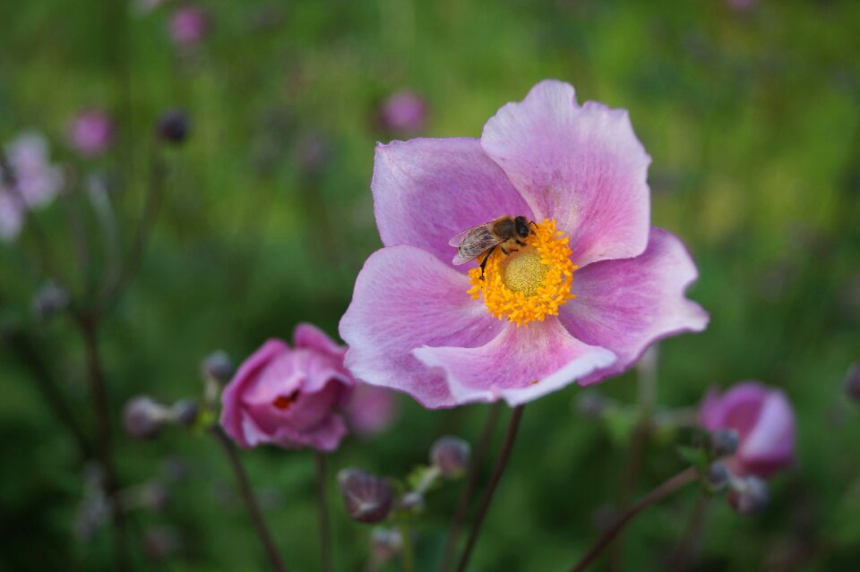 Summer garden blooming