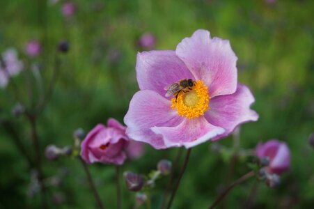 Summer garden blooming