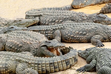 Scaly creature nature