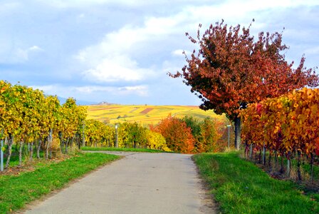 Vineyards palatinate landscape