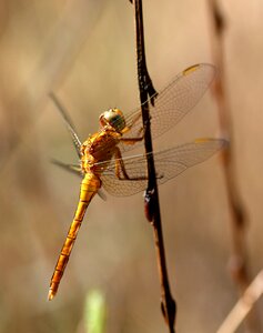 Insecta rest wings