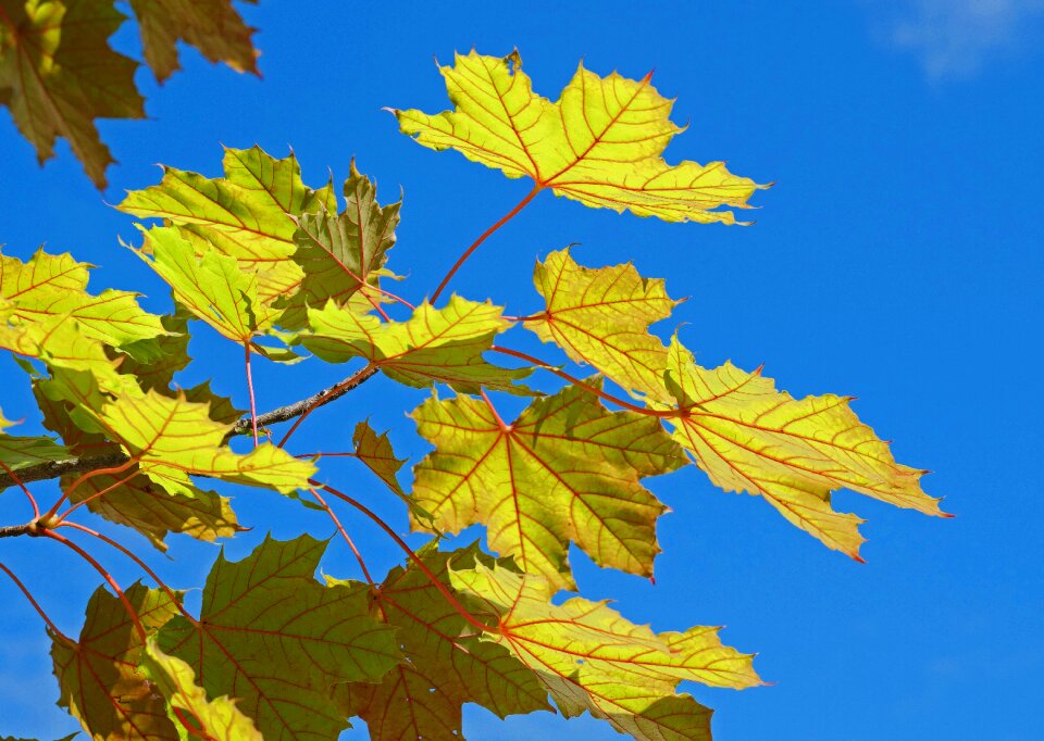 Yellow green leaf veins red photo