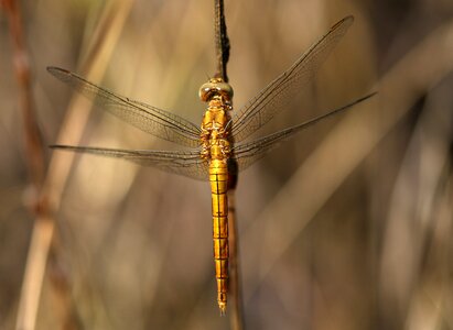 Insecta rest wings