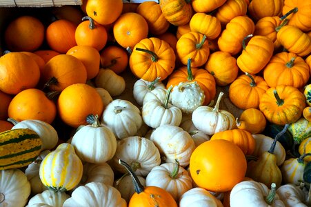 Harvest decoration halloween