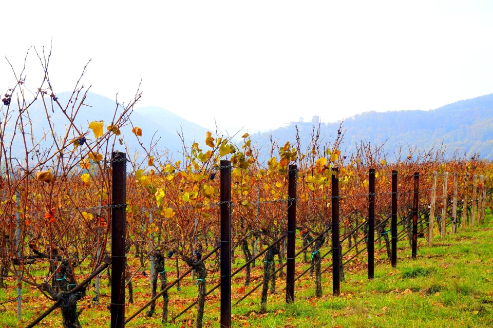 Landscape vines palatinate