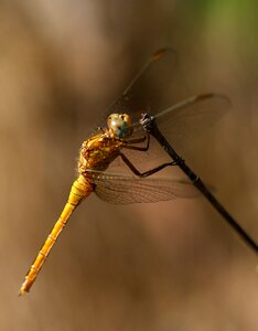 Insecta rest wings
