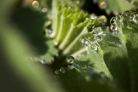 Rosaceae herbaceous plant dew