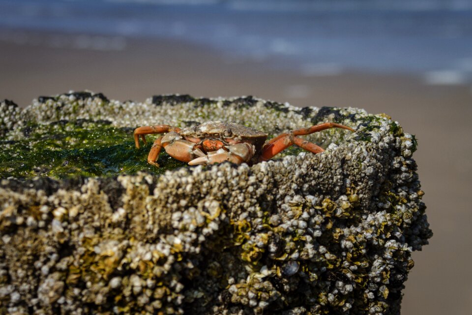 Cancer beach seaweed