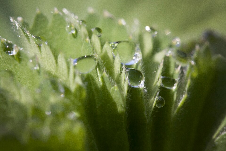 Rosaceae herbaceous plant dew