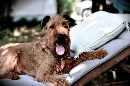 Animal pet animal portrait