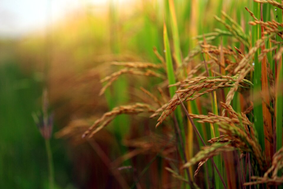 Paddy rice nature photo