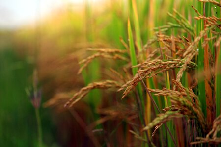 Paddy rice nature