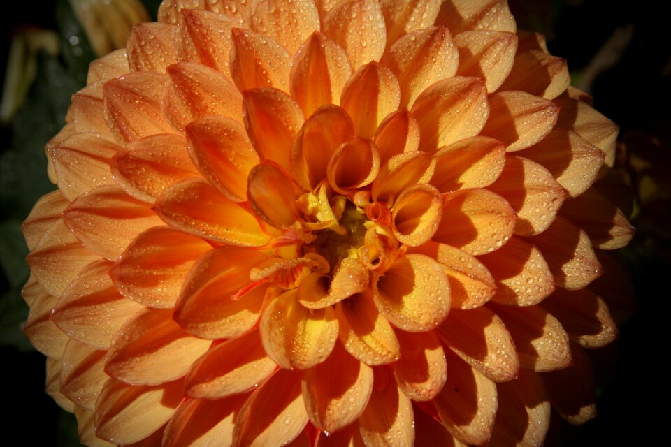 Orange petals bloom