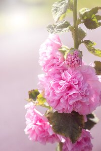 Flower pink flower flowers photo