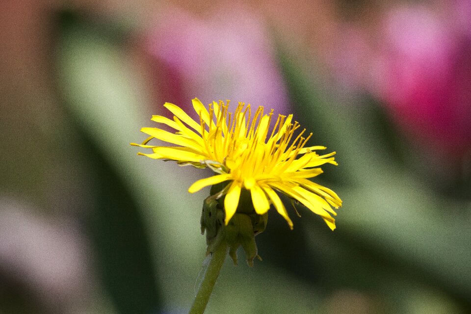 Taraxacum ruderalia composites photo