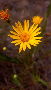 Wild flower yellow daisy dais