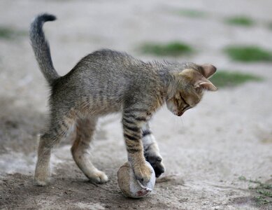 Animals play ball