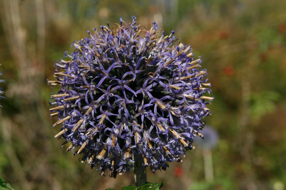 Purple infructescence dried