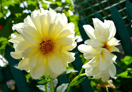 Flower plant two