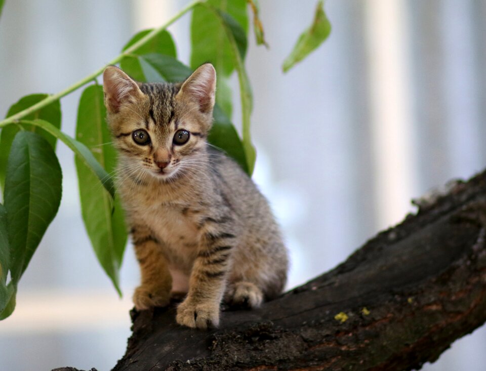 Small animals feline