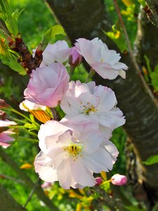 Spring ornamental shrubs pink photo