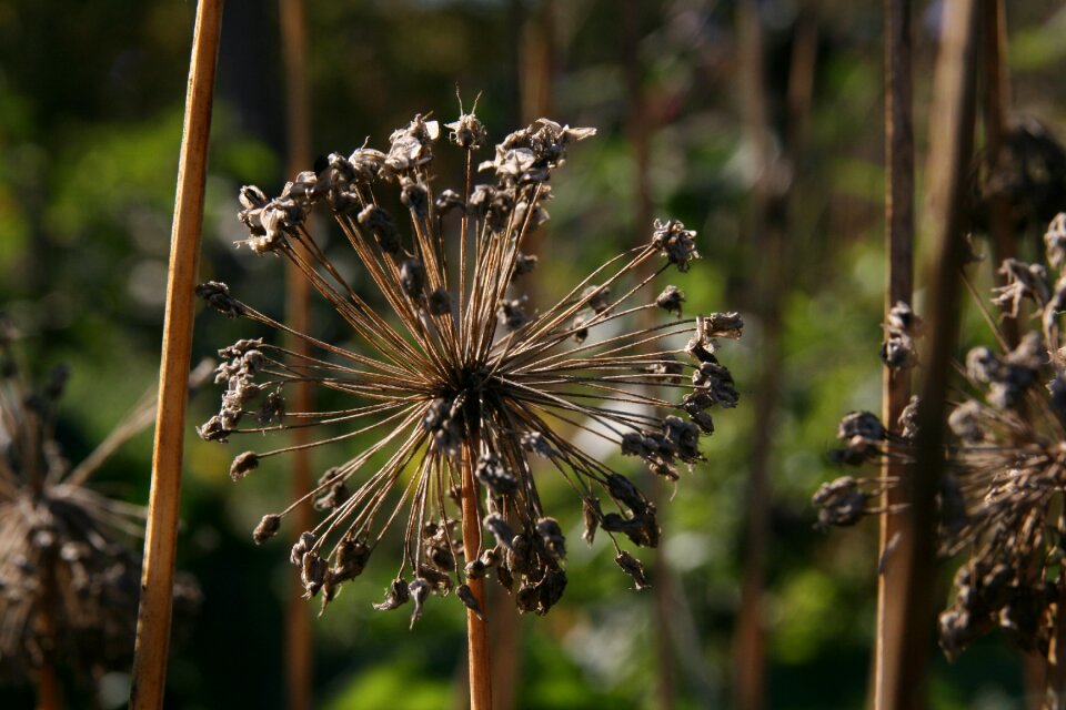 Dry infructescence seeds