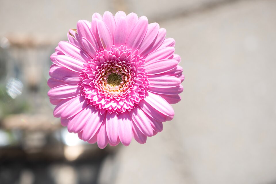 Pink gerbera pink flower blossom
