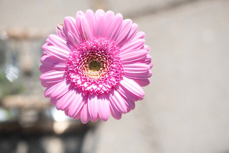 Pink gerbera pink flower blossom
