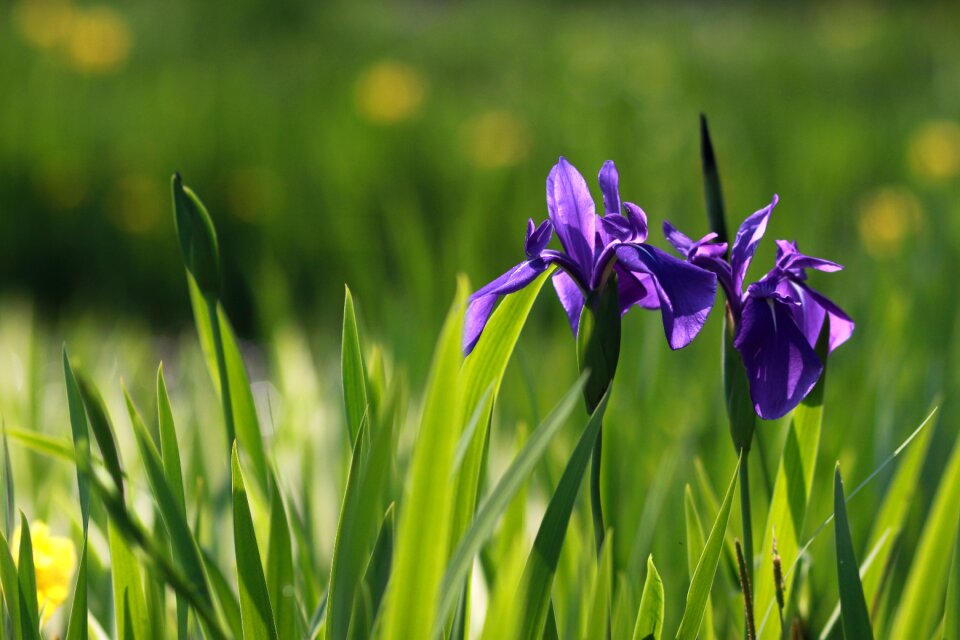 Flowers grass summer