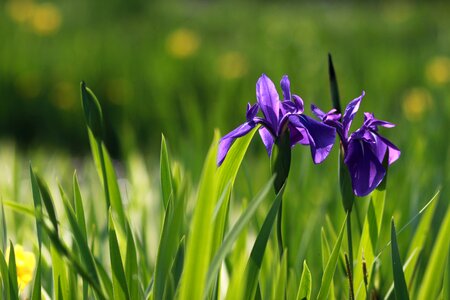 Flowers grass summer