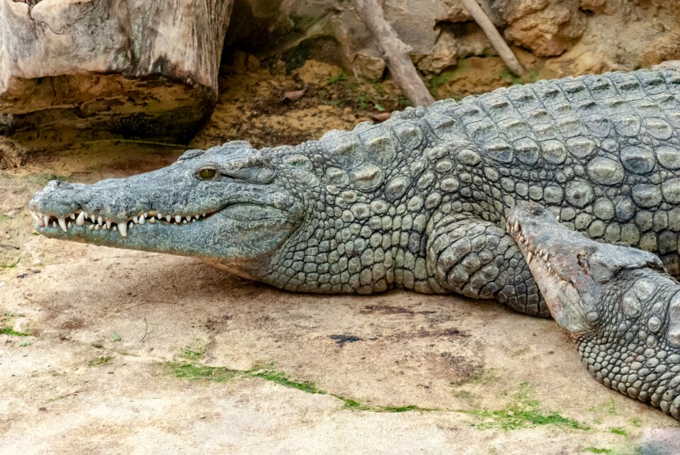 Scaly creature nature