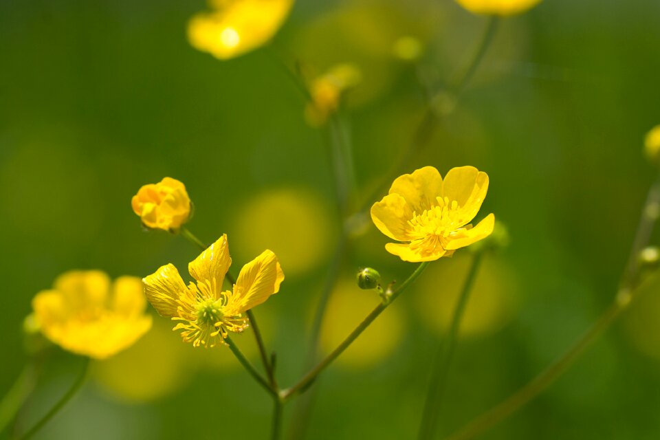 Flower yellow flower pointed flower