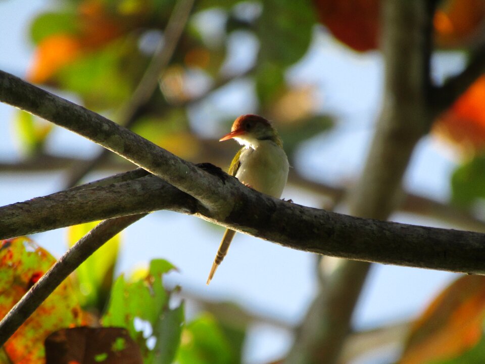Fly kingfisher lake
