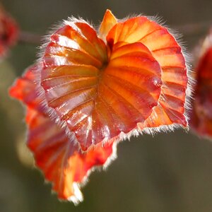 Tree beech leaves