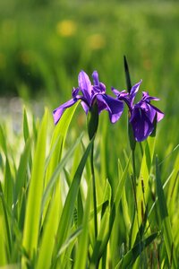 Flowers grass summer