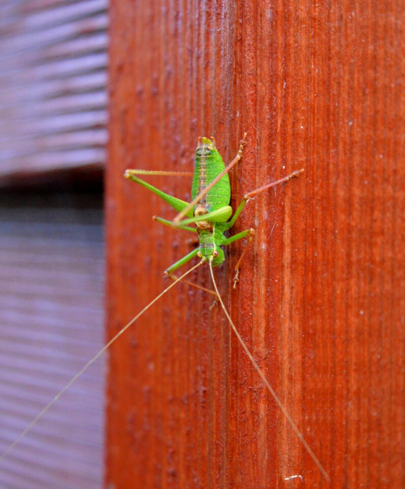 Close up green insect
