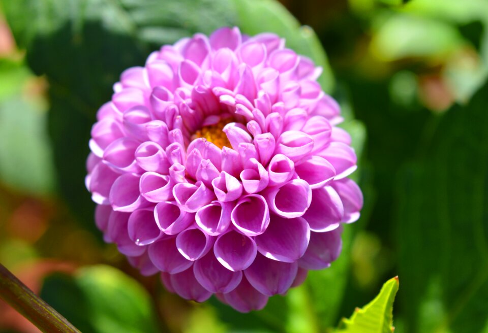 Garden nature close up