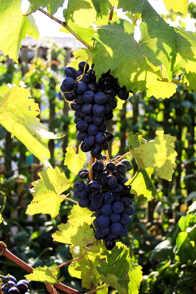 Wine travel traditional varieties