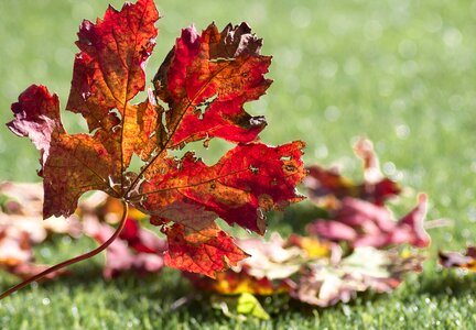 Fall viticulture foliage photo