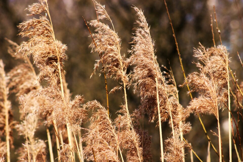 At the court of season dried