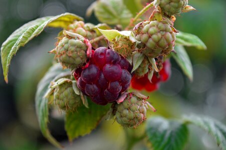 Fruit ripe immature
