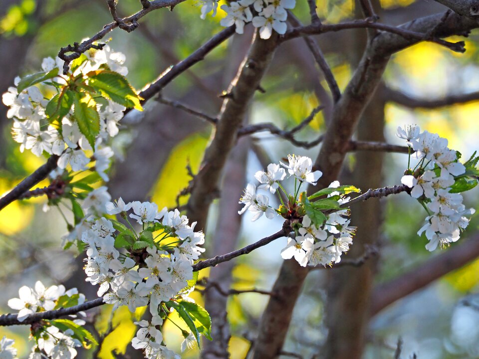 Tree flowers white photo