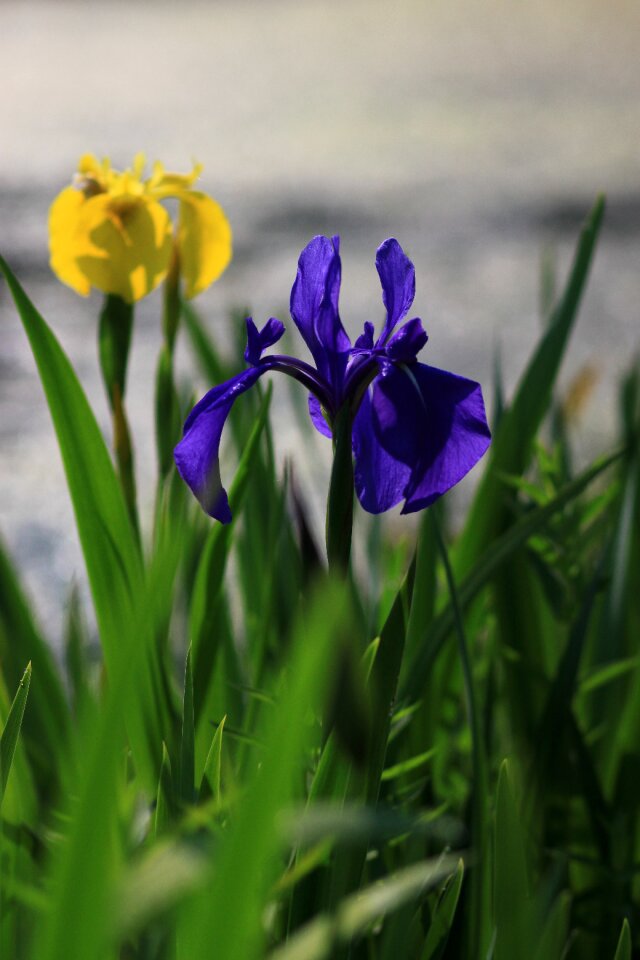 Flowers grass summer