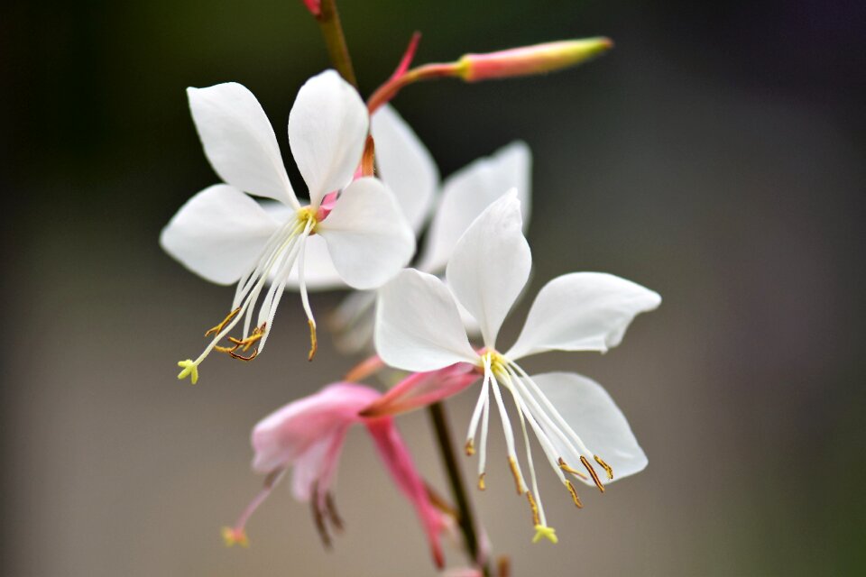 Flower blossom bloom
