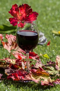Alcohol vine leaf fall