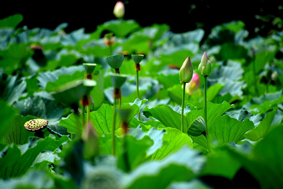 Flowers blossom nature