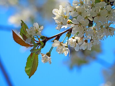 Cherry blossom blue sky white flowers photo