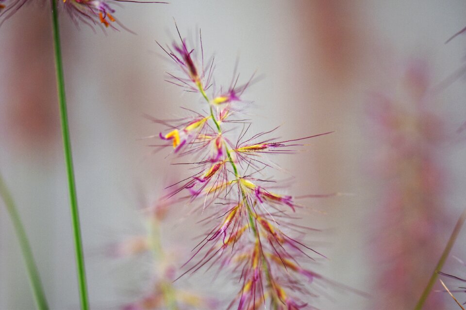 Meadow green blade of grass